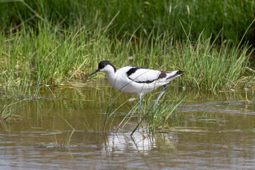 Avocette élégante, Recurvirostra avosetta, Pied Avocet