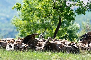 Vautour fauve,.Gyps fulvus, Griffon Vulture,, Vézouillac , Verrières, causse Rouge, Occitanie, Aveyron, 12, France
