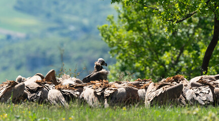 Vautour moine,.Aegypius monachus, Cinereous Vulture, Vautour fauve,.Gyps fulvus, Griffon Vulture,,...