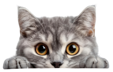 PNG Curious cat peeking adorably