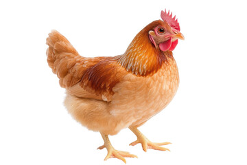 Fototapeta premium A close-up image of a brown chicken showcasing its vibrant feathers and curious expression, perfect for farm or poultry themes.