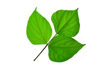 Fresh green leaves isolated on transparent background. Nature leaf branch. bean leaves. natural, healthy food, diet, cooking, cut-out garden design elements, PNG. flat lay, top view