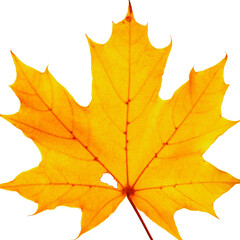 Autumn yellow leaves with veins texture isolated on white background, vivid colored maple tree leaf. Beautiful autumnal design botanical object, close up fall foliage minimal aesthetic nature