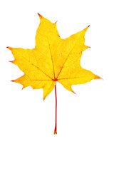 Natural seasonal Yellow Colored autumn leaves isolated on white background, cutout design object, top view nature photo, Close up autumnal Maple tree foliage leaf texture organic shapes