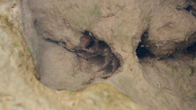 Small crab hides in rock hole underwater, moving slightly to remain concealed. creature exhibits shyness and timidity while seeking safety in its natural habitat
