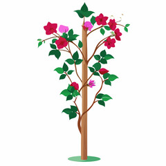 Vector Art of Bougainvillea Climber on Pole with White Background