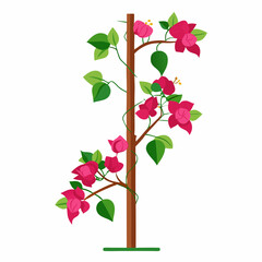 Vector Art of Bougainvillea Climber on Pole with White Background