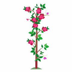 Vector Art of Bougainvillea Climber on Pole with White Background