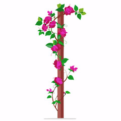 Vector Art of Bougainvillea Climber on Pole with White Background