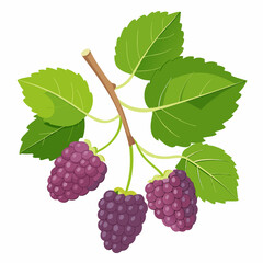 Three Blackberries on a Branch with Green Leaves