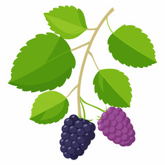Obraz premium Two Blackberries on a Branch with Green Leaves