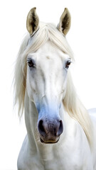 white horse portrait