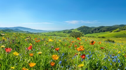 Naklejka premium Lush green meadow with colorful wildflowers in full bloom under a clear blue sky, gently rolling hills in the distance.