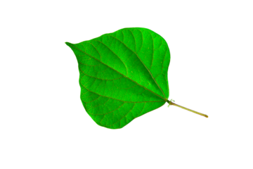 Fresh green leaf isolated on transparent background. Single nature bean leaf. natural, eco, vegan, bio labels, cut-out garden design elements, PNG. flat lay, top view