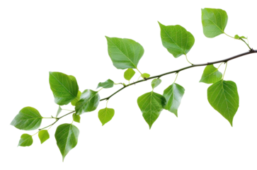PNG Green leaves on branch isolated