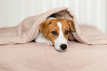 Cute Jack Russell Terrier dog lying on a bed, covered by a soft beige blanket. Funny puppy with...