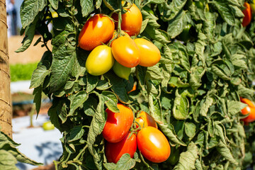 
"Tomateiro: A Planta Produtora de Tomates, Fonte de Nutrientes e Versatilidade Culinária, Cultivada em Hortas e Plantações"