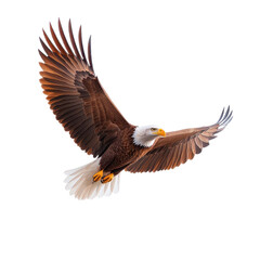 Obraz premium A majestic eagle soaring through the sky, showcasing its powerful wings and striking plumage in a dynamic flight pose.
