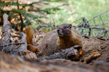 Gelbbauchmurmeltier im Sequoia Nationalpark USA