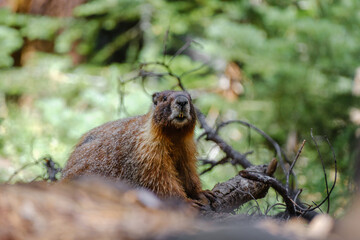 Gelbbauchmurmeltier im Sequoia Nationalpark USA