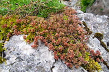 moss on stone