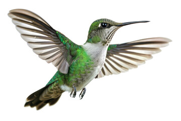 Obraz premium PNG *humming bird*, real photography, isolated on white background --v 6.0 --ar 3:2
