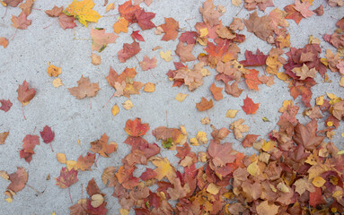 Beautiful frame made of autumn maple and oak leaves.