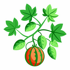 Watermelon Creeper Vector on White Background