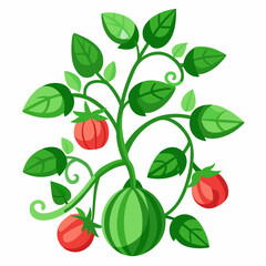 Watermelon Creeper Vector on White Background