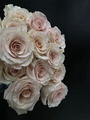 dusty rose, dozen rose bouquet on black 