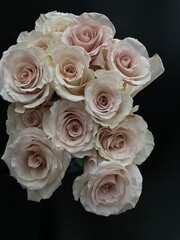 dusty rose, dozen rose bouquet on black 