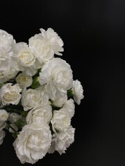 white carnation flowers on black background