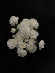 white carnation flowers on black background