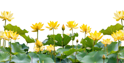 Yellow lotus flowers green leaves