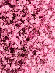 Fototapeta premium Beautiful flower background of pink gypsophila flowers. Flat lay, top view. Floral pattern
