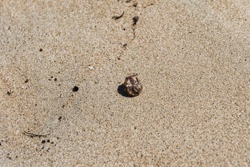 Little hermit crab with a beautiful shell crawling over the sandy beach of the Yasawa Islands, Fiji. Tiny hermit crab on a sandy beach. Crab with a shell crawling over the sand. 