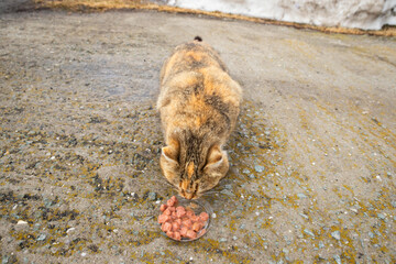 brown beige cat eating wet cat food or canned meat with sauce in winter outside. animal protection, shelter, care about homeless animals