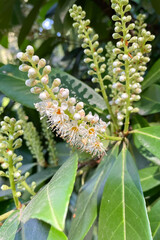 laurel branch in bloom. Prunus laurocerasus 'Novita'