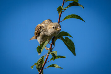  A young female house sparrow sits on a tree branch with green leaves and looks toward the camera lens with a blue sky background on a sunny summer day.
