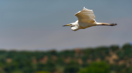 Garza blanca volando por zona de caza