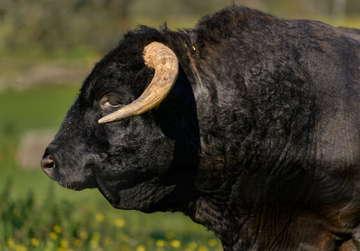Impresionante semental de toro en su habitat