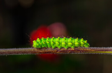 A wonderful green caterpillar with yellow and black dots