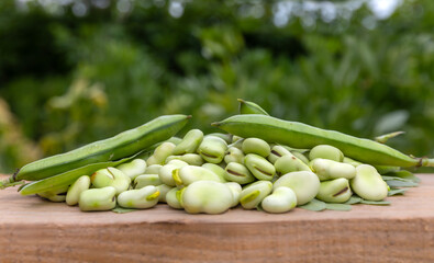 Broad beans or fava beans (Fave) in close-up. Broad bean plant in the background. From garden to table: spring vegetables and legumes