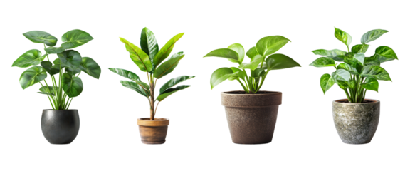 Set of Green plants in potted for interior decoration isolated on transparent background, cut out