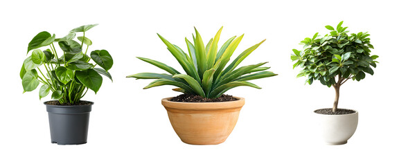 Set of Green plants in potted for interior decoration isolated on transparent background, cut out