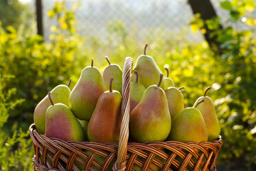 pears in a basket. harvested pears on the background of nature.