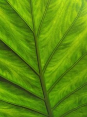 green leaf background