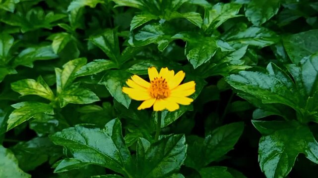Single Wedelia Flower Surrounded by Green Leafy Plant Outdoor Nature