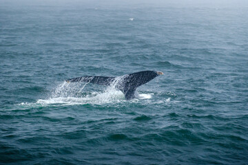 Fototapeta premium Buckelwal an der Küste von Monterey, USA, im Pazifik