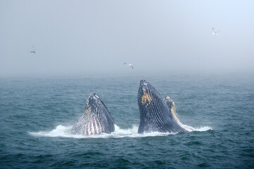 Fototapeta premium Buckelwal an der Küste von Monterey, USA, im Pazifik